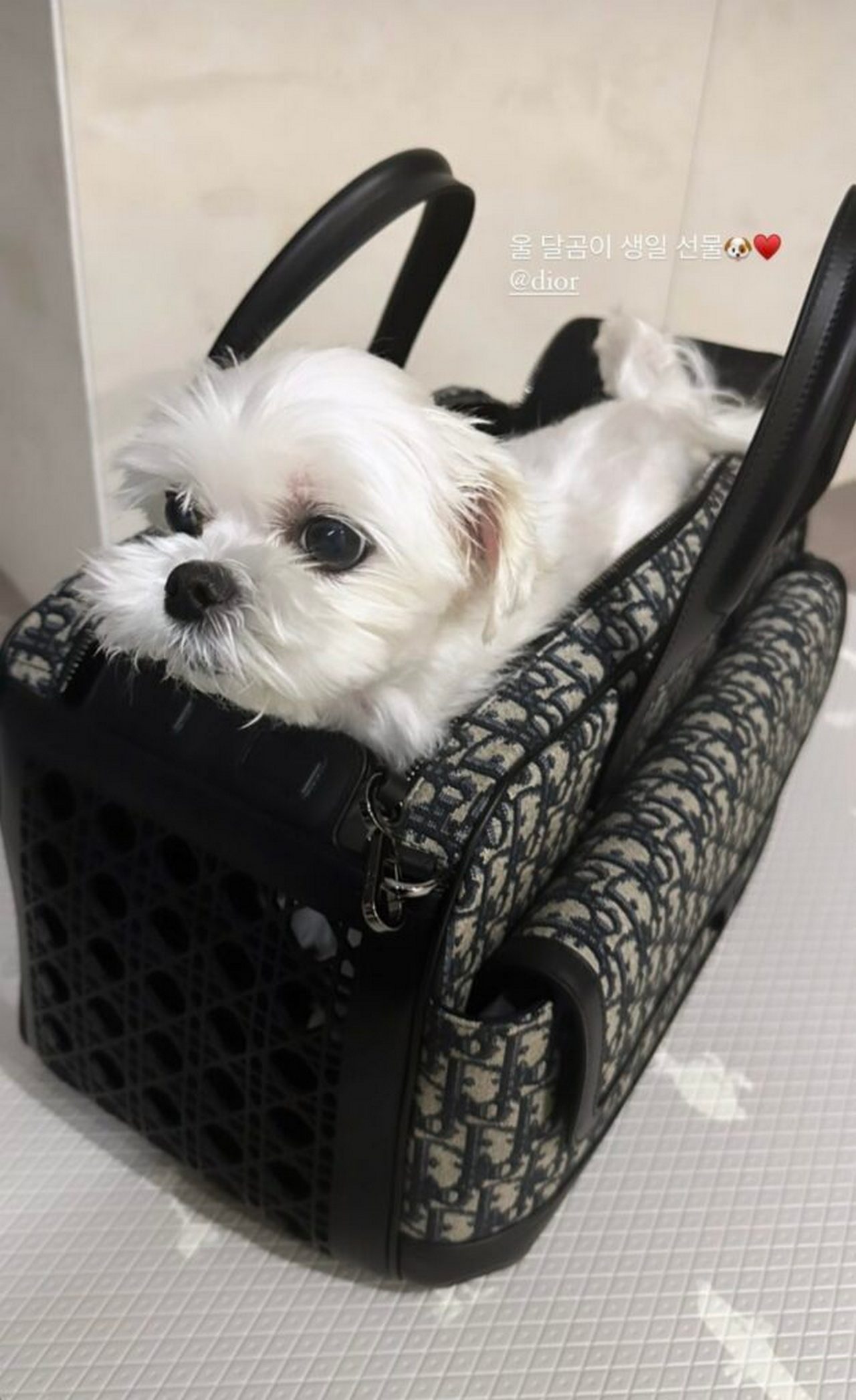 Jisoo Berikan Hadiah Tas Mewah Senilai Puluhan Juta Untuk Anjing Kesayangan di Hari Ultah