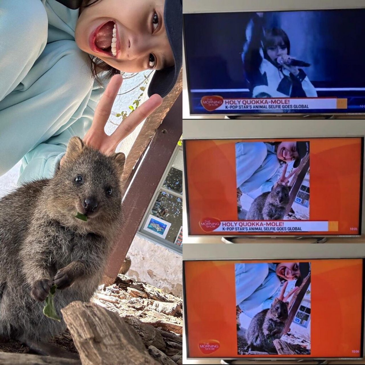 Selfie Manis Lisa Bareng Quokkas Masuk Ke Berita TV Hingga Dikomentari Para Pejabat Autsralia