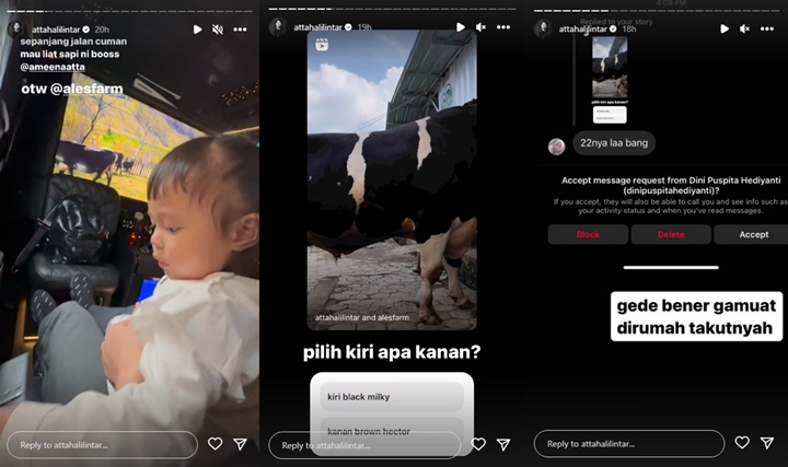 Diajak Atta Halilintar Berburu Sapi Jumbo Untuk Kurban, Ameena Sampai Melotot
