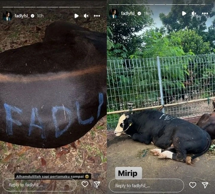 Sapi Kurban Milik Fadly Faisal dan Fuji An