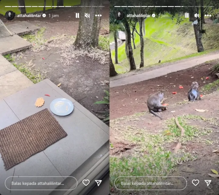 Liburan Demi Aurel Hermansyah, Atta Halilintar Pasrah Lihat Makanannya Dicuri Monyet