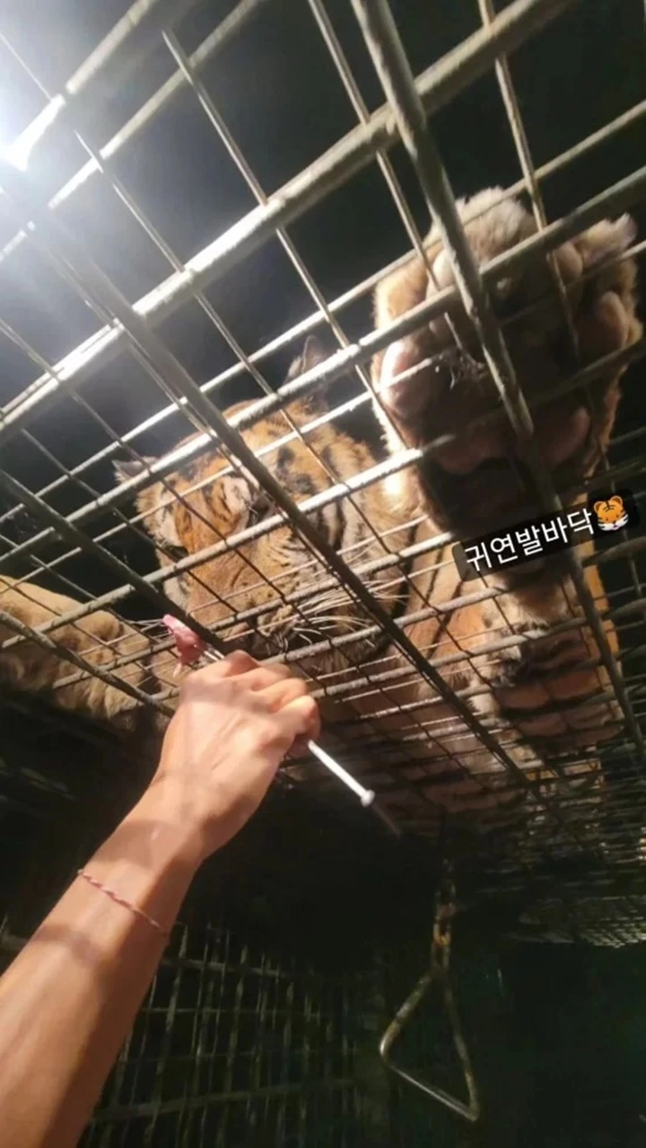 Mejeng Bareng Harimau, Aktris Hwang Jung Eum Banjir Kecaman