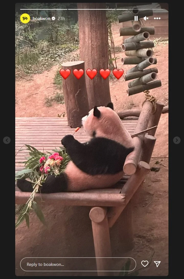 Gemasnya BoA Tembus Loker Jadi Manajer Panda Hits Fu Bao, Saingan Sungguh Ketat