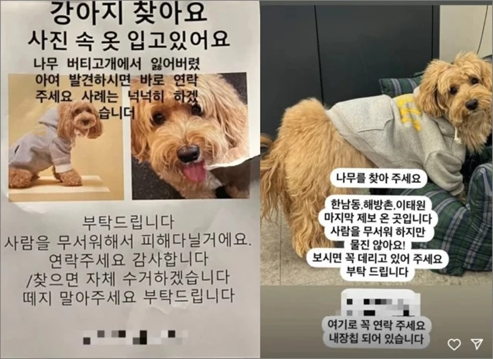 Song Hye Kyo Gunakan Popularitas untuk Temukan Anjing Peliharaan Teman yang Hilang