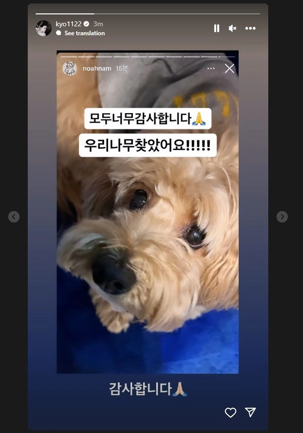 Song Hye Kyo Gunakan Popularitas untuk Temukan Anjing Peliharaan Teman yang Hilang