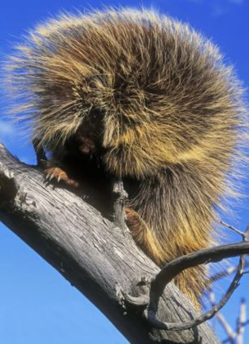 Foto Gaya Rambut Orang Utan dengan Rambut Panjang Terurai - Foto 2 dari 18