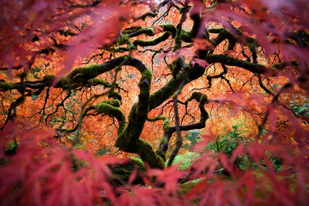 Gambar Foto Pohon Maple dari Jepang Diabadikan oleh Fred An