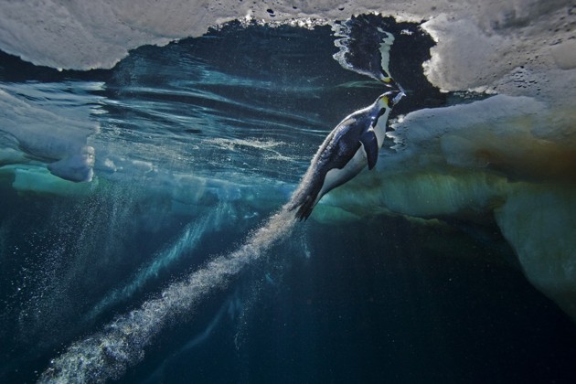 Gambar Foto Juara 1 Kategori Nature Stories Karya Paul Nicklen dari National Geographic Magazine