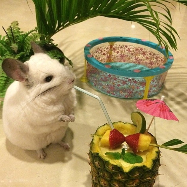 Gambar Foto BuBu Senang Difoto dengan Cocktails