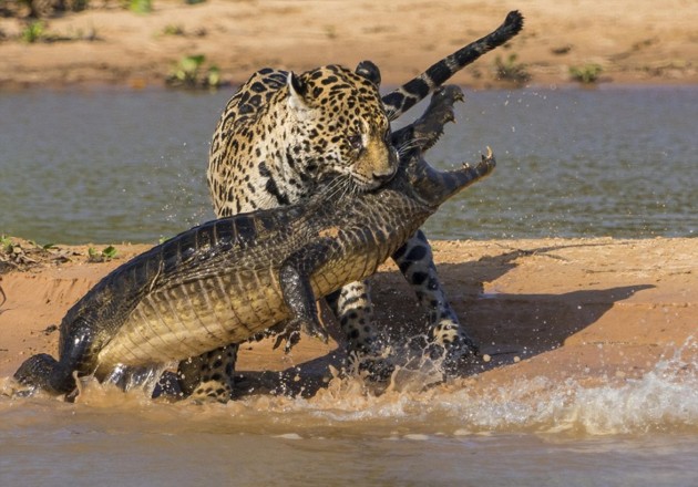 Foto Pertarungan Antara Jaguar dan Buaya di Brazil yang Mengagumkan
