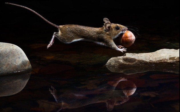 Gambar Foto Foto yang Diberi Judul 'Yellow-Necked Mouse'
