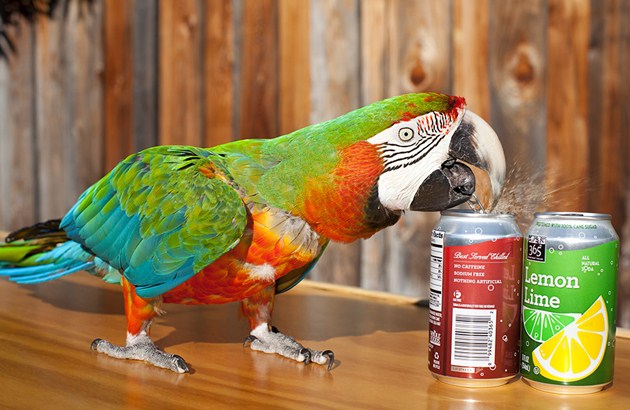 Foto Zac, Burung Pembuka Kaleng Soda Terbanyak Sedunia