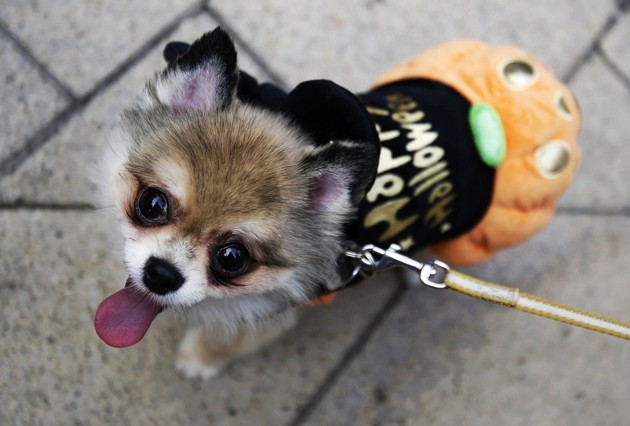 Gambar Foto Seekor Anjing Ikut Meriahkan Parade Halloween Kawasaki