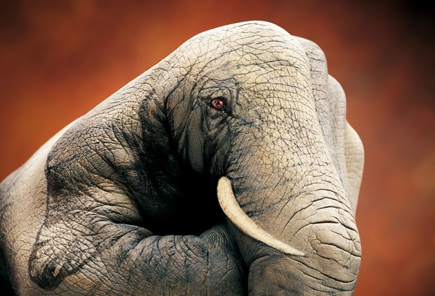 Gambar Foto Handimals Karya Guido Daniele Berbentuk Gajah