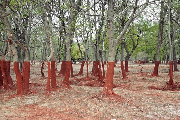 Gambar Foto Pohon-pohon yang Terkena Dampak Pembuangan Racun di Norwegia