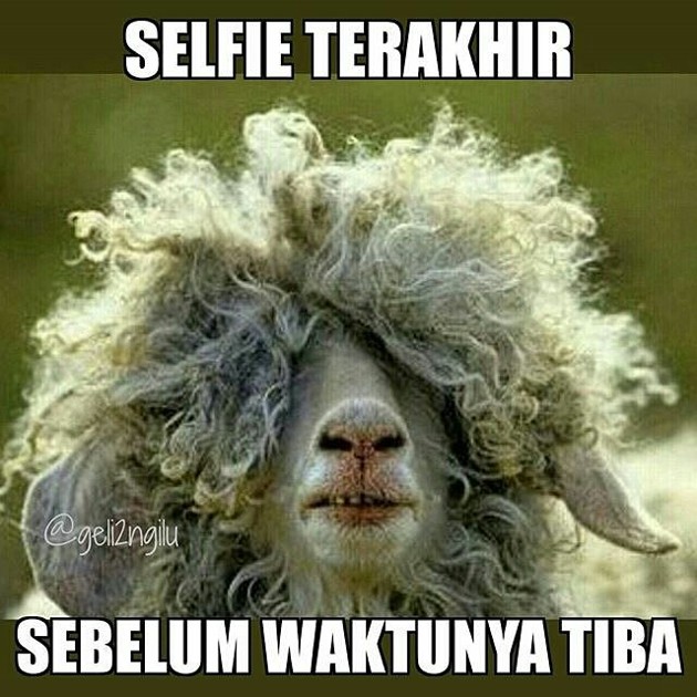 Meme Kocak Menyambut Hari Raya Idul Adha Berita Aada Seeokor