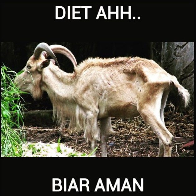 Gambar Foto Kambing Ini Pilih Diet