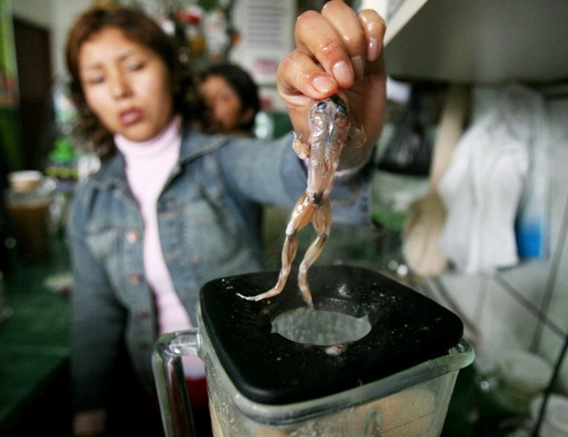 Gambar Foto Obati Kelelahan dan Impotensi, Jus Kodok Ini Populer di Lima, Peru