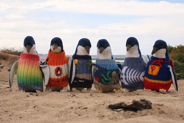 Gambar Foto Para Penguin Pakai Sweater Rajutan Karya Pria Tertua Australia