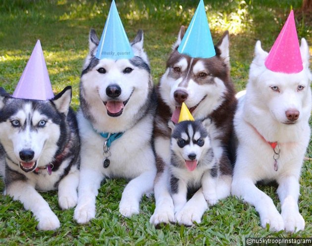 Gambar Foto Akira, Blaze, Shiloh, Phoenix dan Nevaeh 5 Anjing Siberian Husky
