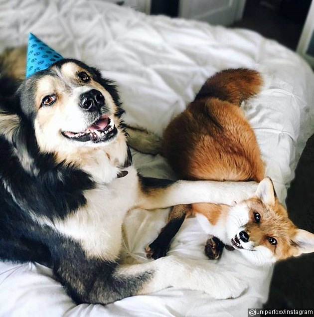 Gambar Foto Juniper Suka Sekali Cheerios dan Puppuccino-nya Starbucks