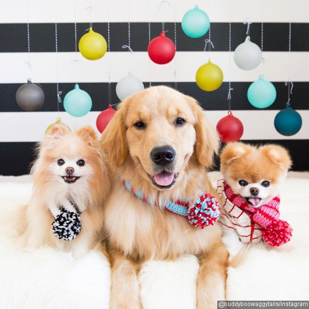 Gambar Foto Lucunya Blueberry, Buddy, Boo Dikalungi Syal