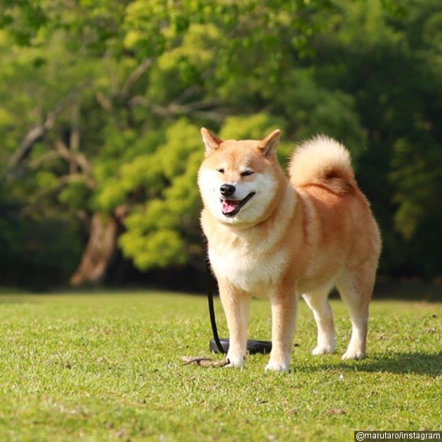 39++ Anjing ras shiba inu terbaru