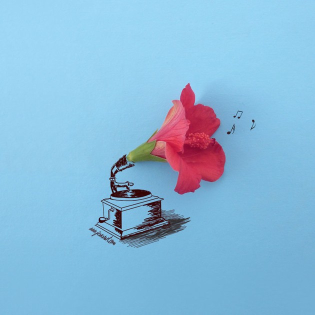 Gambar Foto Bunga Sepatu yang Diubah Jadi Gramofon