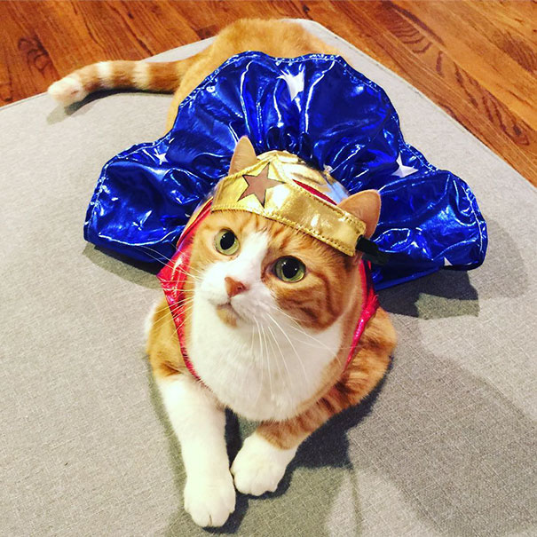 Gambar Foto Kucing ini Berubah Jadi Wonder Woman Cantik