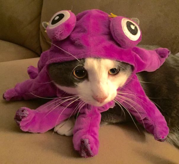 Gambar Foto Kucing ini Sebal Diberi Kostum Gurita