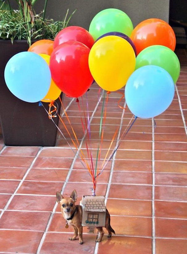 Gambar Foto Kostum Halloween Anjing yang Terinspirasi dari Film 'Up'