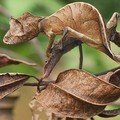 Tokek di Taman Nasional Andasibe-Mantadia, Madagaskar,  Berkamuflase Sebagai Daun