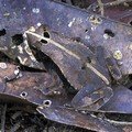 Katak  Taman Nasional Amacayacu di Kolombia Tampak Serupa Dengan Daun Mati