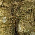 Kamuflase Laba-Laba Lichen di Taman Nasional Erawan Thailand