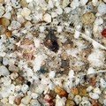 Ikan Sanddab Berbintik Menyatu Dengan Dasar Laut Samudera Pasifik