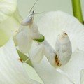 Serangga Orchid Mantis Tampak Sama Dengan Bunga Disekelilingnya