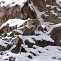 Leopard Sedang Menyamar Diantara Pegunungan Salju Himalaya