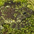 Katak Mossy Vietnam Berkamuflase Dengan Lingkungannya
