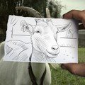 Perpaduan Sketsa Wajah Seekor Kambing dan Fotografi