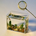 Akuarium ukuran 30mm x 24 mm dengan kedalaman 14 mm karya Anatoly Konenko