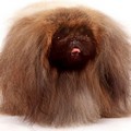 Anjing Pekingse dengan Model Rambut Singa