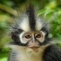 Seekor Monyet dengan Gaya Rambut Mohawk