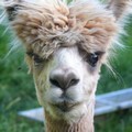 Seekor Kambing Peru dengan Gaya Rambut Poni Blonde