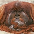Gaya Rambut Orang Utan dengan Rambut Panjang Terurai