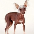 Anjing Crested Cina Bergaya Ala Bintang Film 90-an