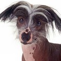 Seekor Anjing Crested Cina Bergaya Ala Bintang Film 90-an