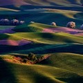 Foto Karya Randall Roberts Menceritakan Keindahan Palouse Region, Washington