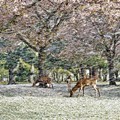 Pemandangan Bunga-Bunga Sakura yang Jatuh Berguguran