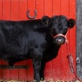 Archie, Sapi Terkecil di Dunia