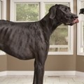 Zeus, Anjing Tertinggi di Dunia